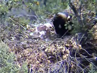 Nido águila imperial 22-05-2008