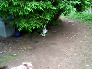 Akbash VS Australian Shepherds / Play