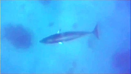 Minke Whale swims with passengers at Agincourt Reef