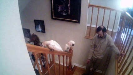 The Diary of Pink Pearl Continues: I'm Wide Awake and Born Again! -Coty Bear plays ball