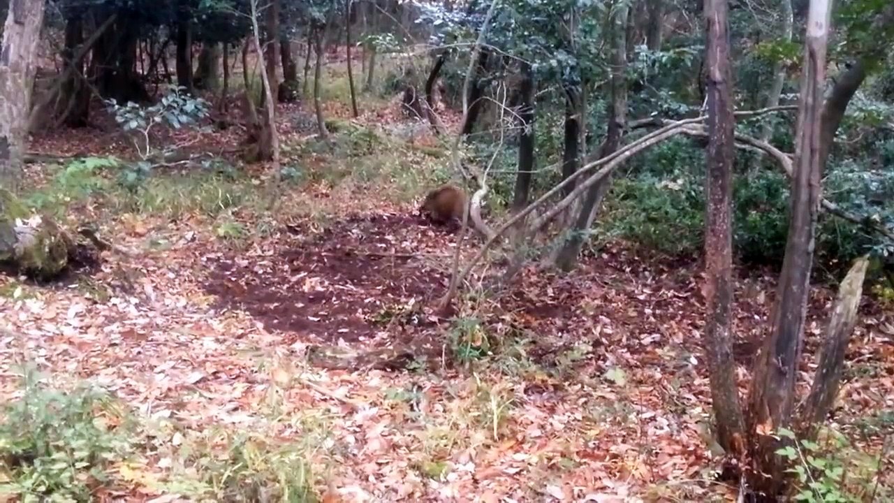 イノシシ 猪 狩猟 くくり罠 捕獲 2013 11 30 (Japanese Wild Boar)