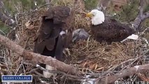 Berry College Eagles March 12, 2014  Afternoon feed