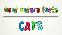 Neat Nature Facts - Cats