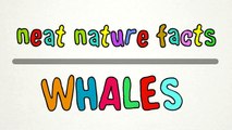 Neat Nature Facts - Whales