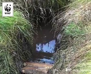 Les bébés lions de mer des îles Auckland en Nouvelle Zélande