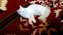 Funny Cats Compilation - Funny Cat Videos Ever- Funny Videos - Funny Animals - Funny Animal Videos