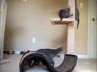 Mishablu Russian Blue Kittens Playing