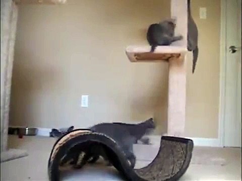 Mishablu Russian Blue Kittens Playing