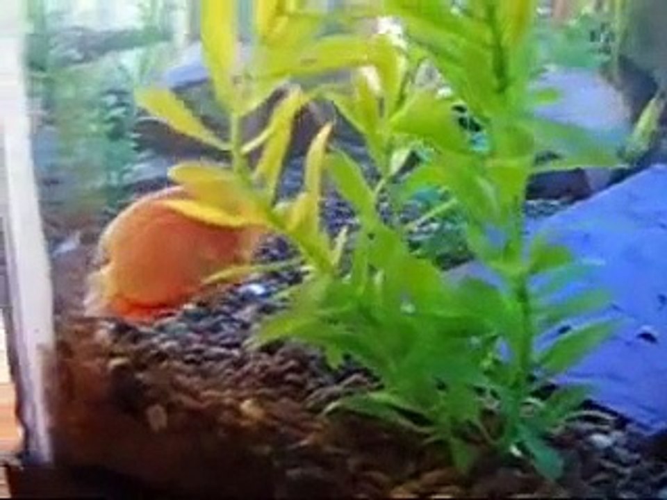 Enter: The Aquarium
