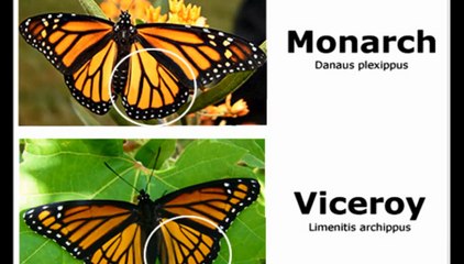 Viceroy Butterfly - Monarch Mimicry