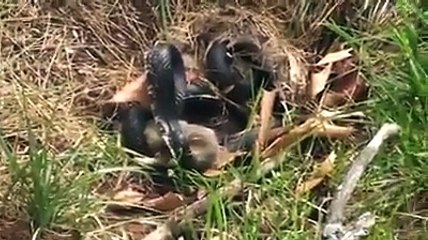 A Mother can Do Anything to Save her Child - FUN AND ONLY FUN