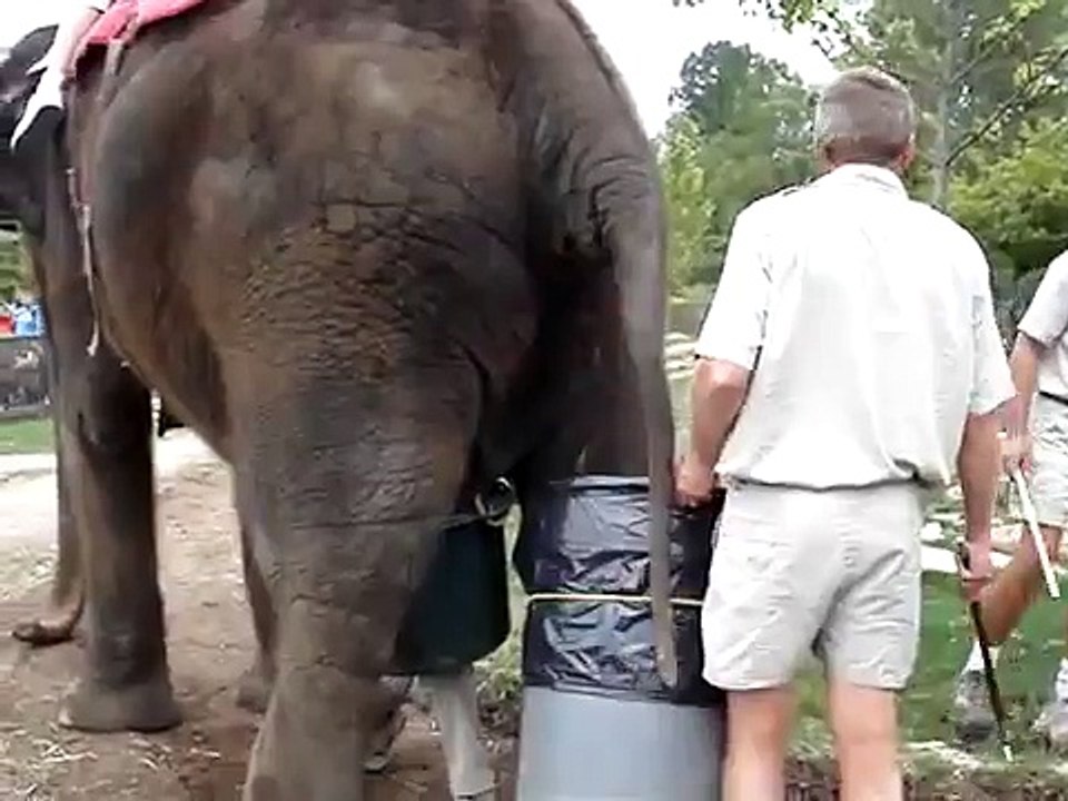 Elephant Shitting