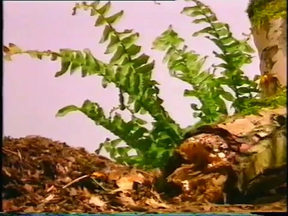 See How They Grow - Jungle Animals - Snail