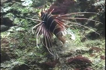Aquarium, Le monde de la mer
