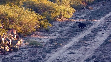 Whitetail Deer Hunting & Predator Hunting