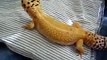 My leopard geckos names
