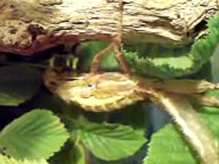 Giant spiny stick insect shedding