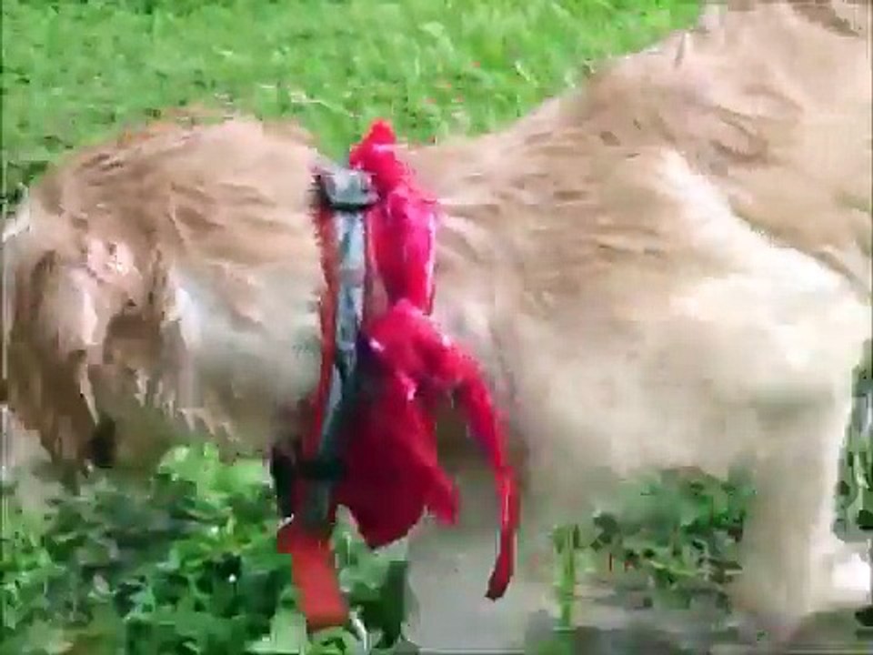 For All Pet Lovers - Golden Retriever Puppy (6 months old - 3 weeks old)