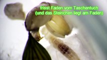 junges Silberfischchen (frisst eigenen Kot)