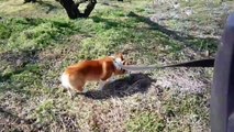 (HD) Goro@Welsh corgi 20090206 Japanese apricot