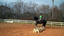 Canter Trot transitions.  Timing of the Riders Aids. Week #2 S3 2nd Level Dressage