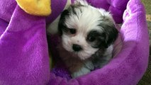 Mal Shi Maltese/Shih Tzu puppies for sale Ocala Florida