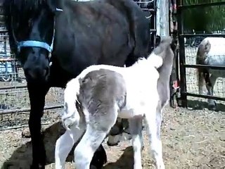 Midnights New Baby!