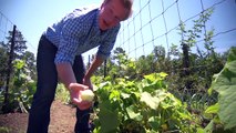 Grow Your Own Cucumbers | At Home With P. Allen Smith