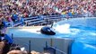 SeaWorld San Diego Travel video on camera & Attraction | Visit Seaworld Sandiego Dolphin show