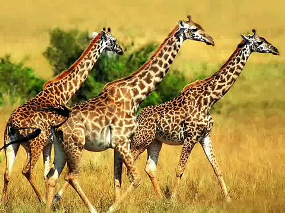 Animals A to Z