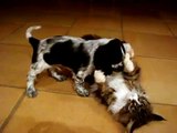 Maine Coon Kitten and Cocker Spaniel Puppy