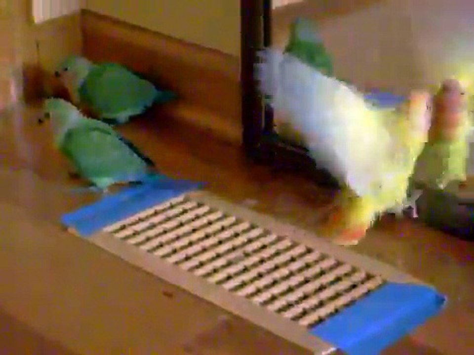 Baby LoveBirds it's there play time