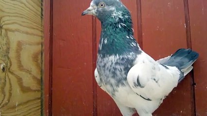 Pakistani pigeons in Copenhagen, Denmark