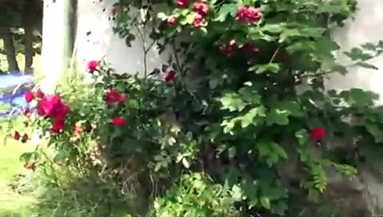Rotkäppchen