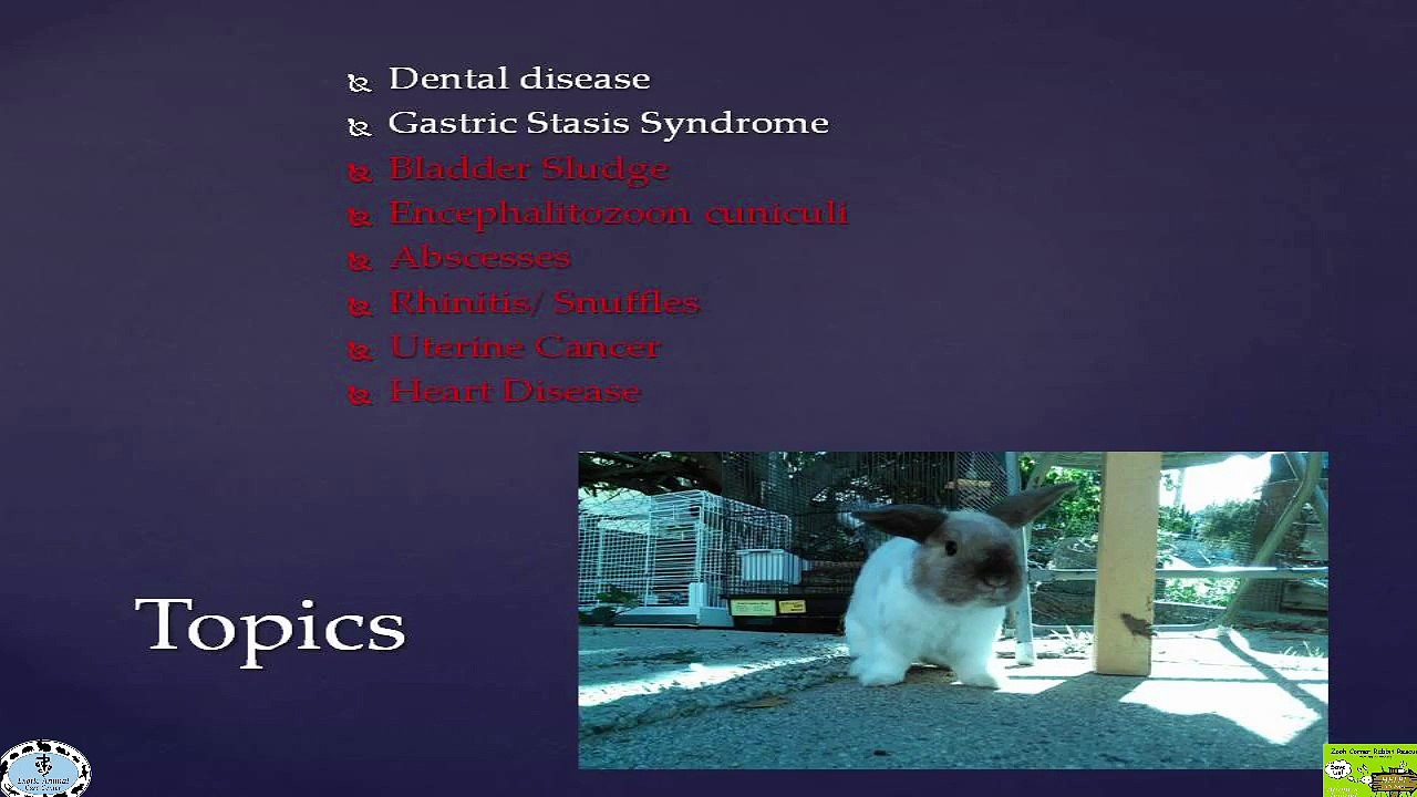 Common Rabbit Diseases & Illnesses - Bladder Sludge