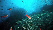 scuba diving with schools of fish on cocos island 2011 hd