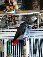 A parrot's Life