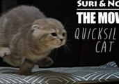 Quicksilver Cats Suri & Noel Present Their Dashing First Movie