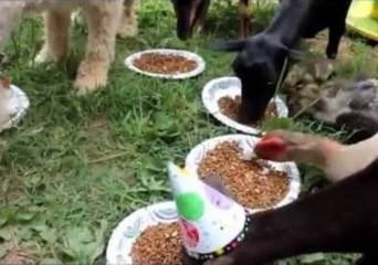 A Birthday Party for All Breeds