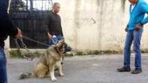 الكلب  الراعي القوقازي لوكو مشهور بقتل الذئاب مع جمال العمواسي
