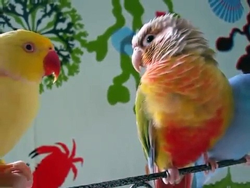 Bowie kisses Hazel