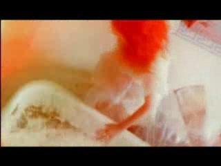 White Stripes - Blue Orchid