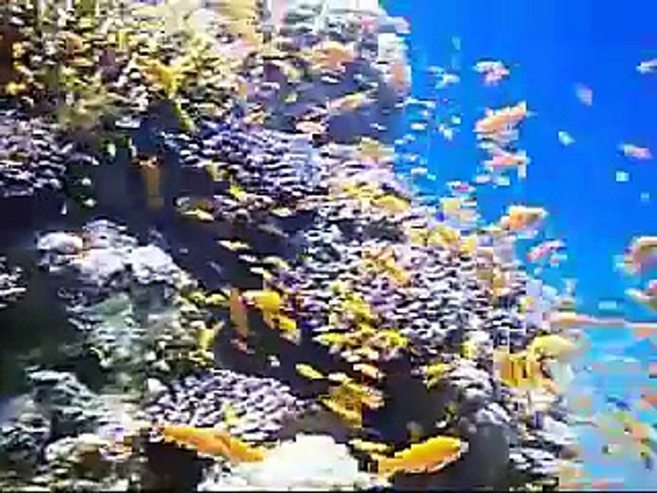 Underwater Eilat
