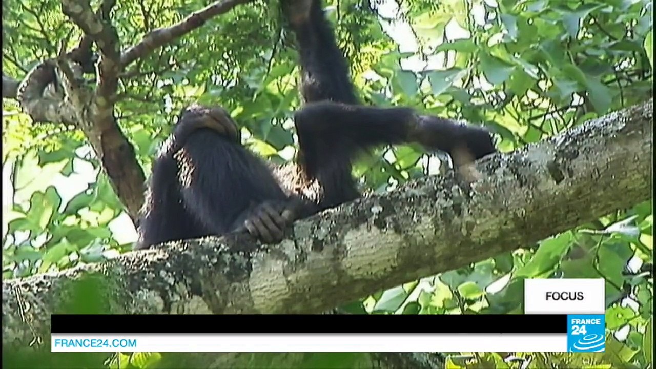 Chimpanzees suffer collateral damage from increased poaching
