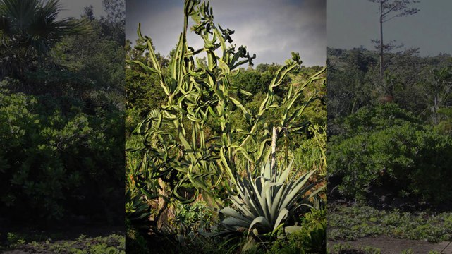 7/ la danse du cactée Je marche dans la beauté promenade chorégraphique compagnielucmaubon.free.fr
