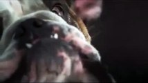 Dogs Shaking in Slow Motion