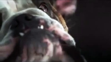 Dogs Shaking in Slow Motion