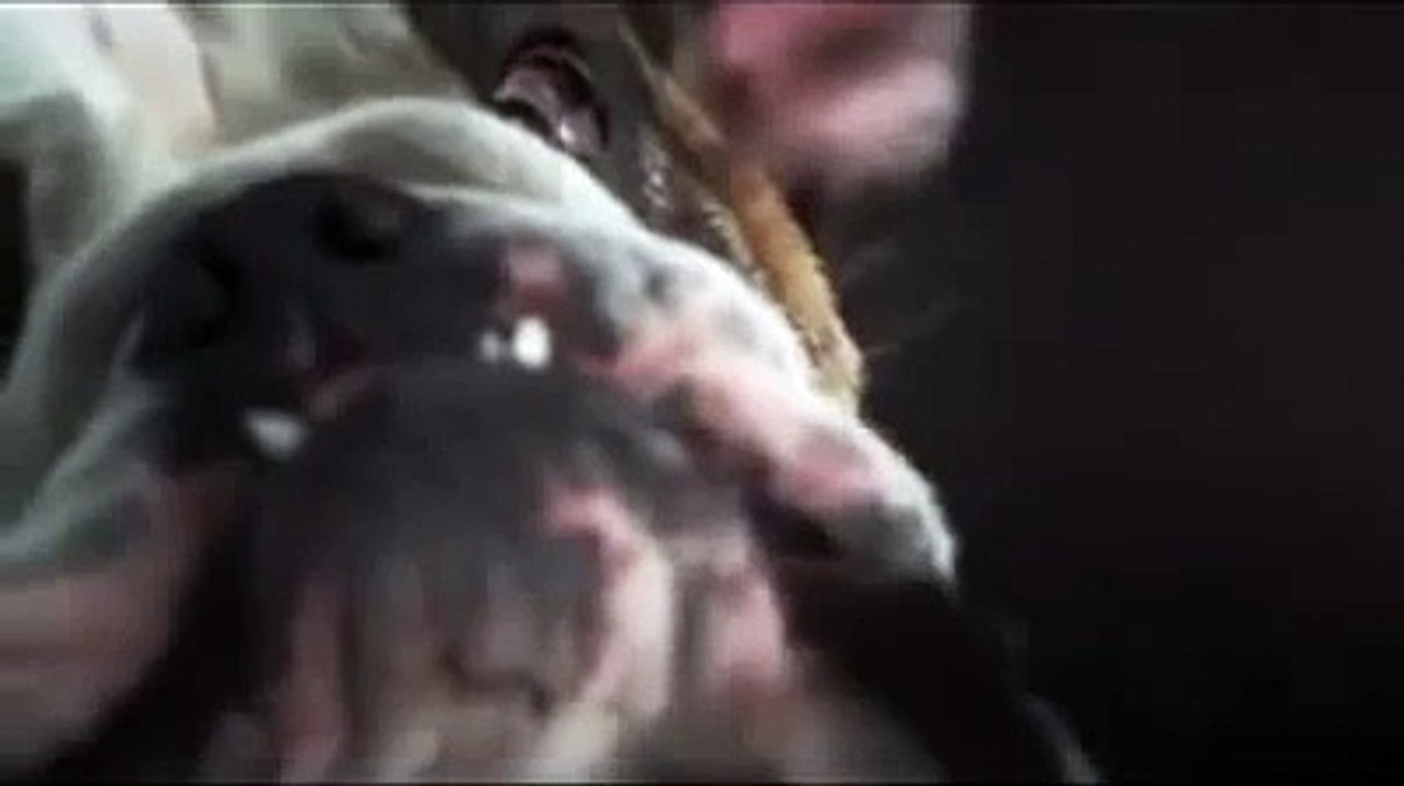 Dogs Shaking in Slow Motion