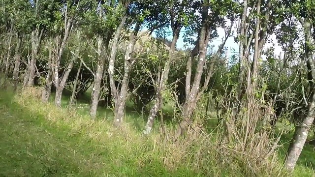 brothers in arms WWII airsoft game