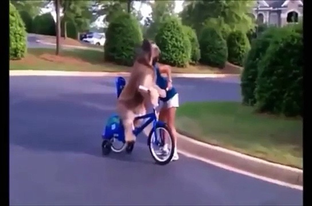 爆笑！世界のおもしろ可愛い動物ハプニング動画集！笑って癒されてください